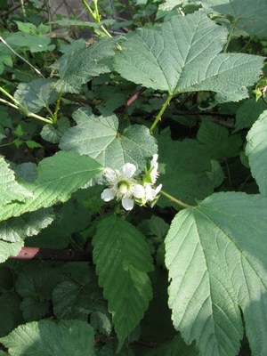 Rubus crataegifolius