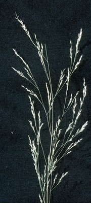 Agrostis perennans