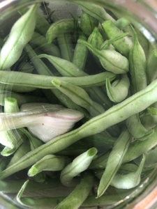 Harvested some green beans from under the persimmon guild. Probably 2lbs of beans. 
Also harvested some garlic (not quite ready to pull but needed for flavour) and dill.
Lactofermenting in a large jar. Started bubbling after one day. Looking forward to tasting these!