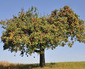 Honeycrisp