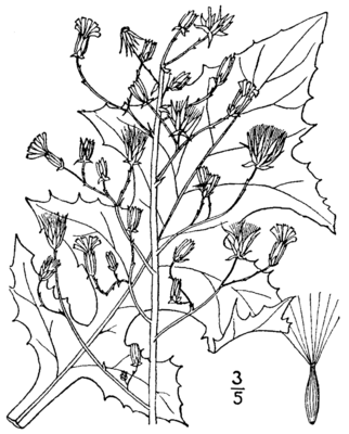 Lactuca biennis