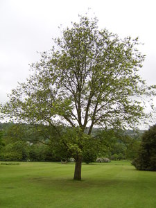 Ulmus wallichiana