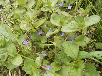 Veronica beccabunga