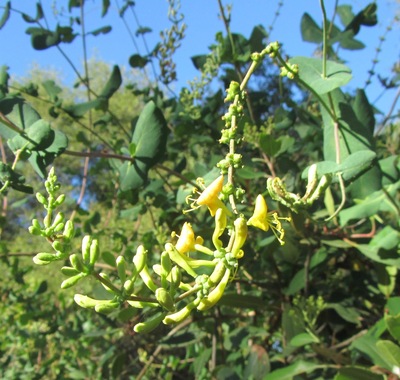 Chaparral Honeysuckle (Lonicera interrupta). Species of plant.