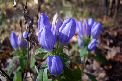 Gentiana saponaria