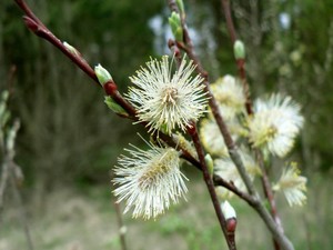 Sharp-Leaf Willow