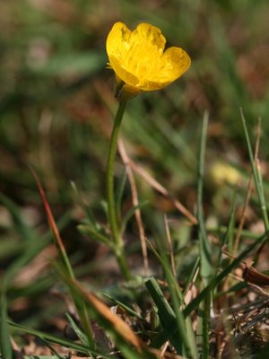 Ranunculus bulbosus