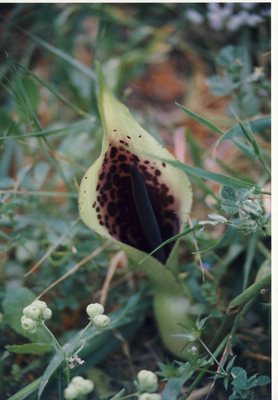 Arum dioscoridis