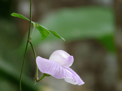 Centrosema pubescens