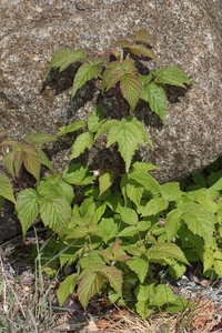 American Red Raspberry