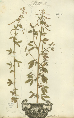 Cleome ornithopodioides