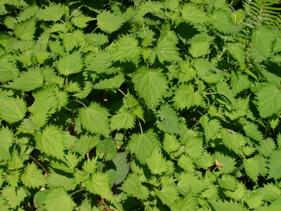 Urtica thunbergiana