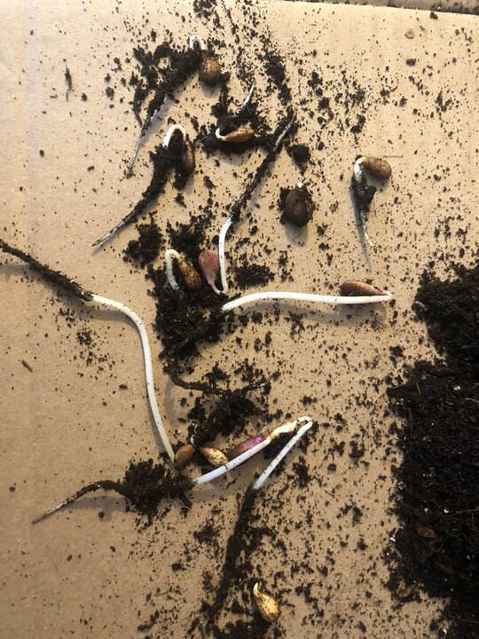 Cold stratification success! I cracked a couple dozen plum pits and pulled out the seeds last fall, put them in a bread bag w/ moist potting soil, and left them in the cold room all winter. Just went to inspect the stash & noticed the bright white radicles! It’s planting time!

Got a dozen plum seeds planted. There were a few nectarine and peach seeds in there too, but I think only one or two germinated. Time will tell. 
Mixed a bucket of soil (sandy dirt, some mostly-composted yard waste, last year’s failed potted plant soil & some well aged urine.

Planted into deep nursery trays.

I opted to upgrade my tree trays w/ these deeper ones I got used from a local nursery. They’re maybe 6” deep & have a large hole in the bottom for air pruning the roots. Plums!
Hopefully only one of a half dozen tree species I’ll grow this year.