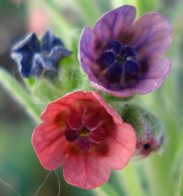 Cynoglossum officinale