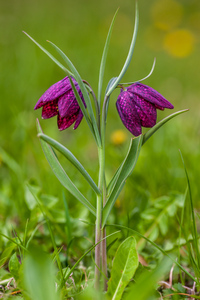 Snakehead Fritillary