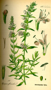 Hyssop