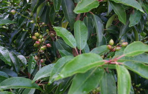 Portugese laurel