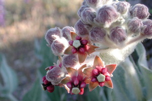 California Milkweed