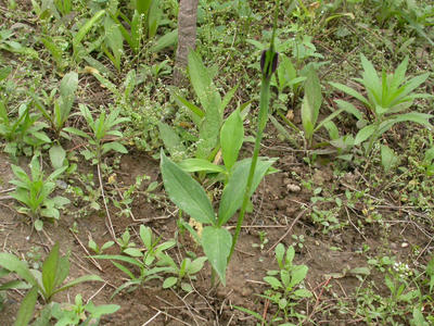 Pinellia ternata