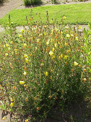 Oenothera odorata