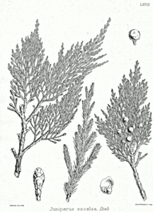 Grecian Juniper