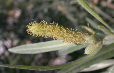 Salix exigua