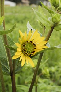 Prairie Rosinweed