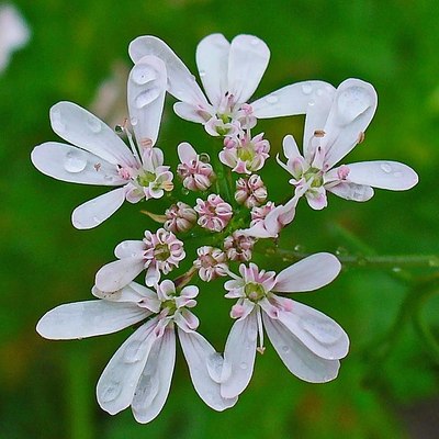 Cilantro flowers