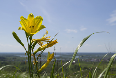 Hemerocallis minor