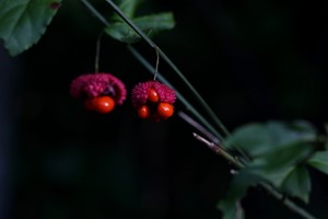 Strawberry Bush