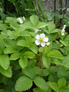 Fragaria nipponica