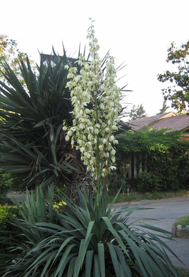 Yucca gloriosa