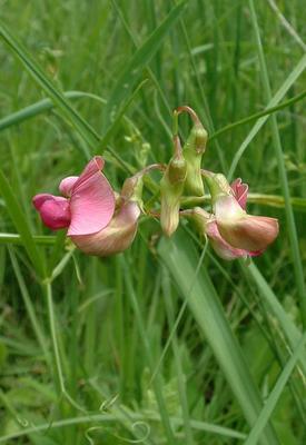 Lathyrus sylvestris