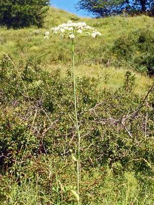 Laserpitium latifolium