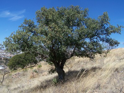 Quercus emoryi