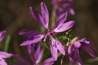 Clarkia biloba