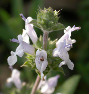 Californian Black Sage