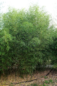 Phyllostachys bissetii