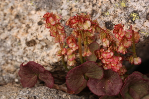 Mountain Sorrel