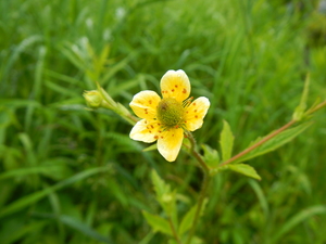 Yellow Avens