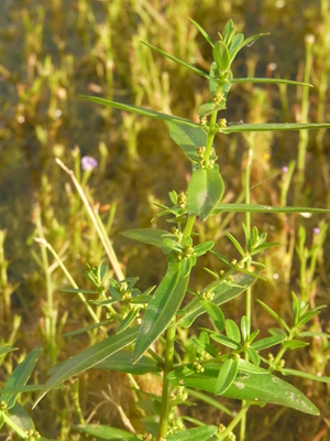 Ammannia multiflora