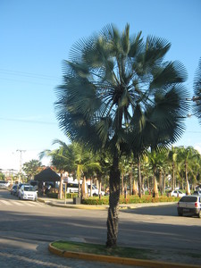 Caranday Palm