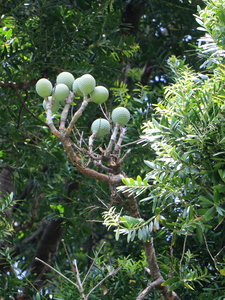 Pacific Kauri