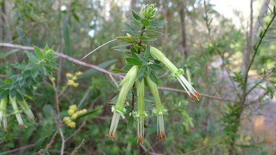 Styphelia viridis