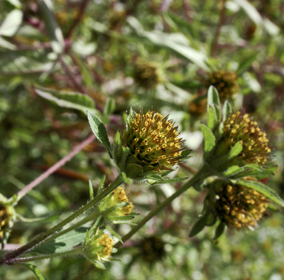 Bidens frondosa