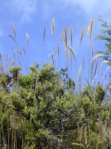 Plume Grass