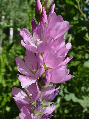 Sidalcea neomexicana