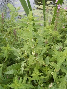 Gypsywort