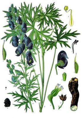 Aconitum ferox