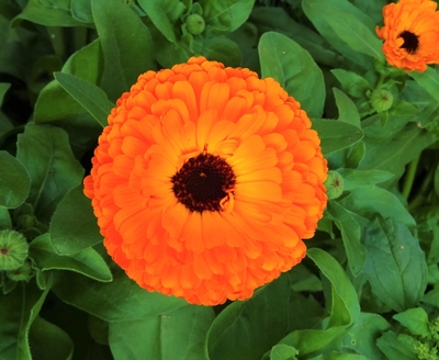 Bright calendula up close